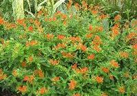 Asclepias tuberosa 'Gay Butterflies' — photo 2
