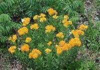 Asclepias tuberosa 'Hello Yellow' — photo 3