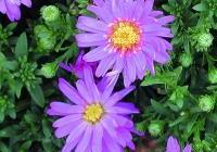 Aster novi-belgii 'Alert' — photo 2