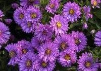Aster novi-belgii 'Alert' — photo 3