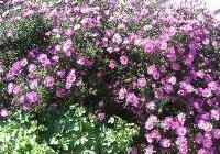 Aster novi-belgii 'Alert' — photo 4