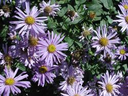 Aster frikartii Monch — photo 2