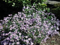 Aster frikartii Monch — photo 3