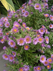 Aster novae-angliae 'Purple Dome' — photo 2