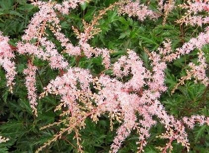 Astilbe simplicifolia 'Sprite' — photo 1