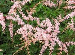 Astilbe simplicifolia 'Sprite' — photo 1