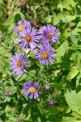 Aster novae-angliae 'Purple Dome' — photo 3