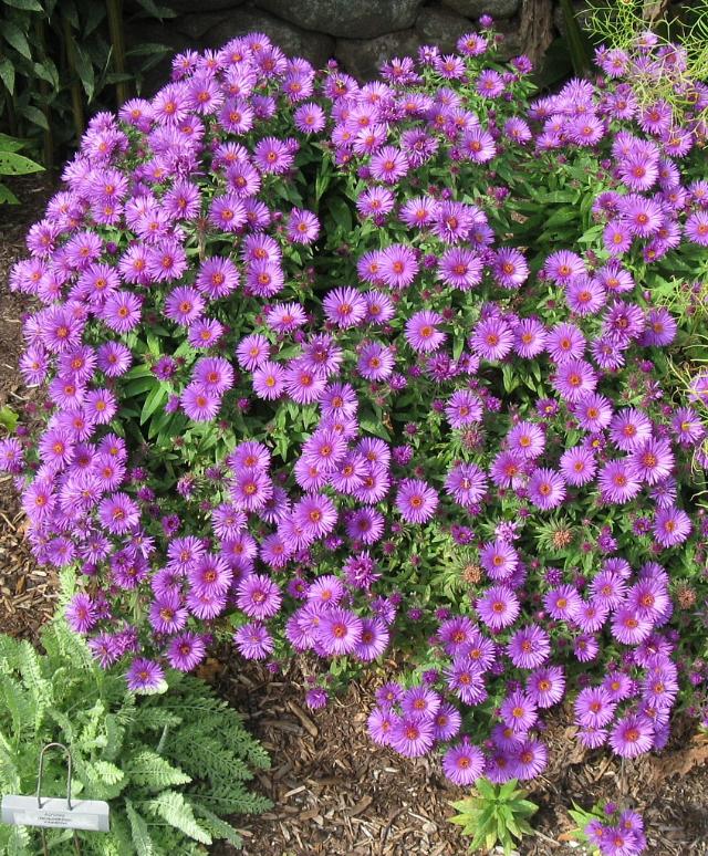 Aster novae-angliae 'Purple Dome' - The Site Gardener