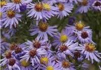 Aster novi-belgii 'Professor Anton Kippenberg' — photo 2