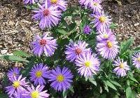 Aster novi-belgii 'Professor Anton Kippenberg' — photo 3