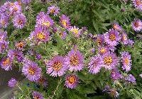 Aster nov.-angliae 'Purple Dome' — photo 2