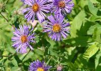 Aster nov.-angliae 'Purple Dome' — photo 3