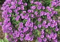 Aster nov.-angliae 'Purple Dome' — photo 4