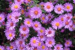 Aster dumosus 'Wood's Purple' — photo 2