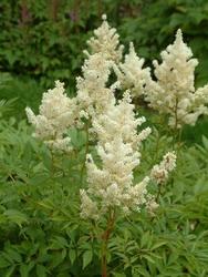 Astilbe x arendsii 'Weisse Gloria' — photo 1