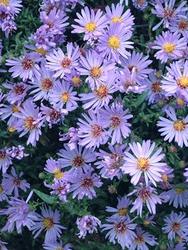 Aster dumosus 'Wood's Light Blue' — photo 2