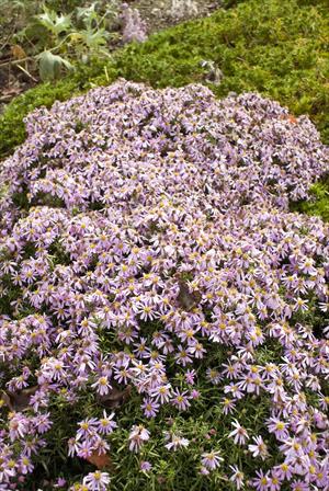 Aster 'Wood's Pink' — photo 1