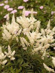 Astilbe arendsii Deutschland — photo 2