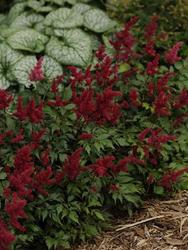 Astilbe arendsii 'Fanal' — photo 2