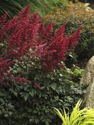 Astilbe arendsii 'Fanal' — photo 3