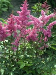 Astilbe arendsii 'Rheinland' — photo 2