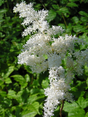 Astilbe arendsii 'Washington' — photo 1