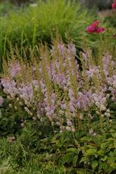 Astilbe chinensis 'Pumila' — photo 3