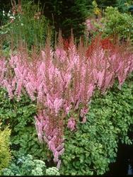 Astilbe chinensis 'Pumila' — photo 4