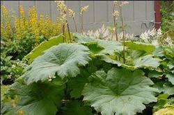 Astilboides tabularis — photo 1