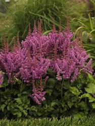 Astilbe Chinensis 'Visions' — photo 3