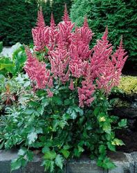 Astilbe Chinensis 'Visions' — photo 4