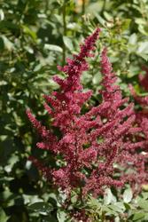 Astilbe japonica 'Red Sentinel' — photo 2