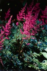 Astilbe japonica 'Red Sentinel' — photo 3