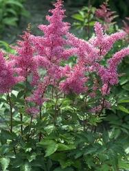 Astilbe 'Rhythm & Blues' — photo 1