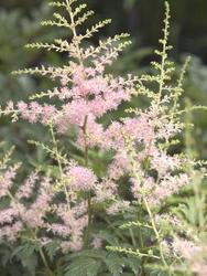 Astilbe simplicifolia 'Hennie Graafland' — photo 2