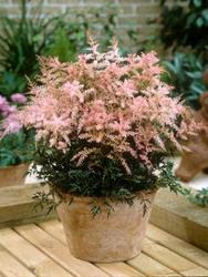 Astilbe simplicifolia 'Sprite' — photo 2