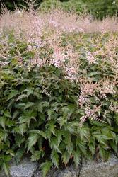Astilbe simplicifolia 'Sprite' — photo 3