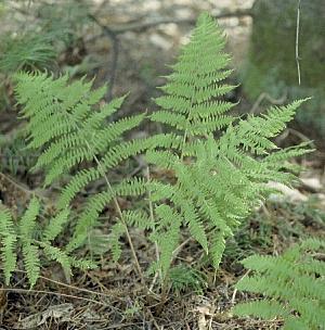 Athyrium filix-femina 'Lady Fern' — photo 1