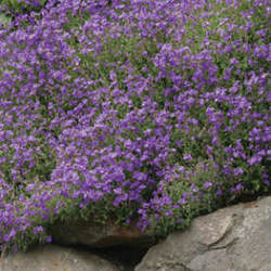 Aubrieta Blue Cascade — photo 2