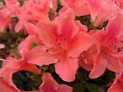 Azalea Michael Hill — photo 1