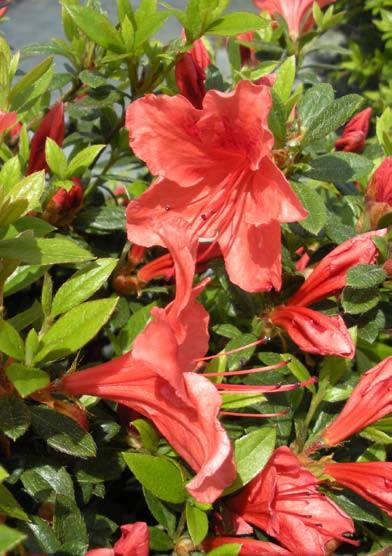 Rhododendron 'Wintergreen'