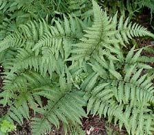 Athyrium niponicum pictum 'Jap Painted' — photo 1