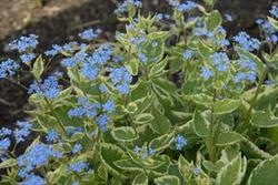 Brunnera macrophylla Hadspen Cream — photo 2
