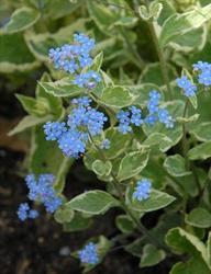 Brunnera macrophylla Hadspen Cream — photo 3