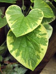 Brunnera macrophylla Hadspen Cream — photo 4