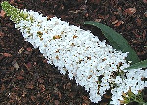 Buddleia davidii 'White Spreader' — photo 1