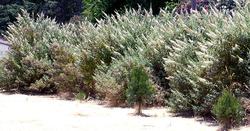 Buddleia davidii 'White Spreader' — photo 2