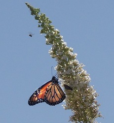 Buddleia davidii 'White Spreader' — photo 3