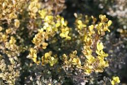 Buxus microphylla National — photo 1