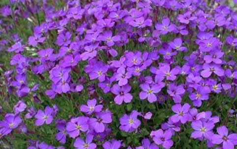 Aubrieta Blue Cascade — photo 1
